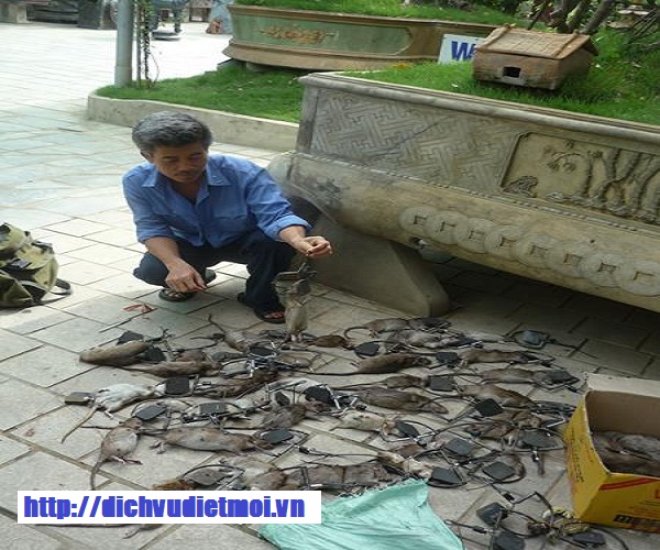 Dịch vụ diệt chuột tại Bình Định