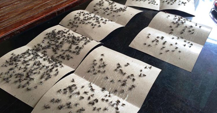 phun diệt ruồi nhặng tại Đà Nẵng