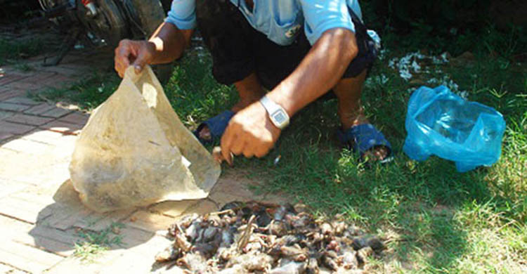 báo giá diệt côn trùng tại Bắc Ninh