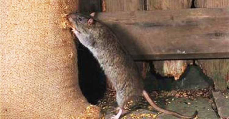 diệt chuột tại Long An