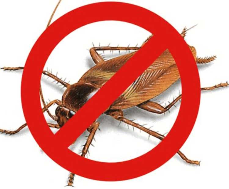 Báo giá diệt côn trùng tại Nha Trang