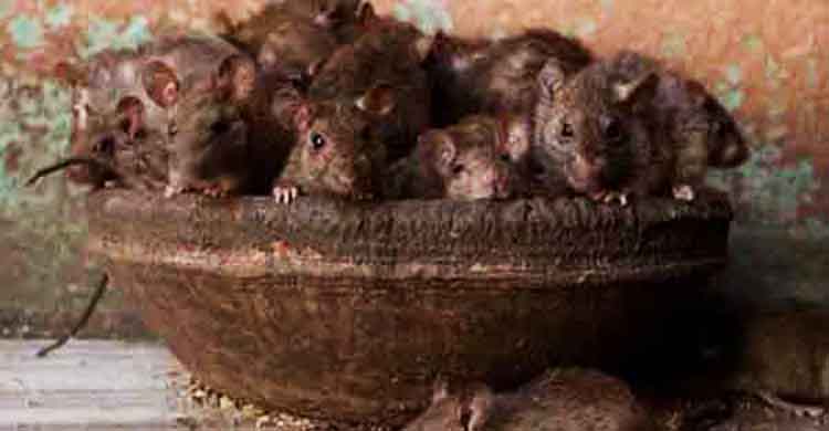 dịch vụ diệt chuột tại Đồng Nai
