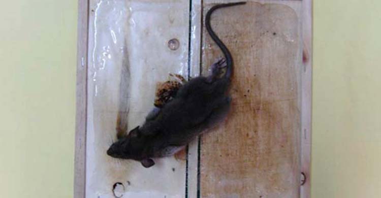 diệt chuột tại Trà Vinh