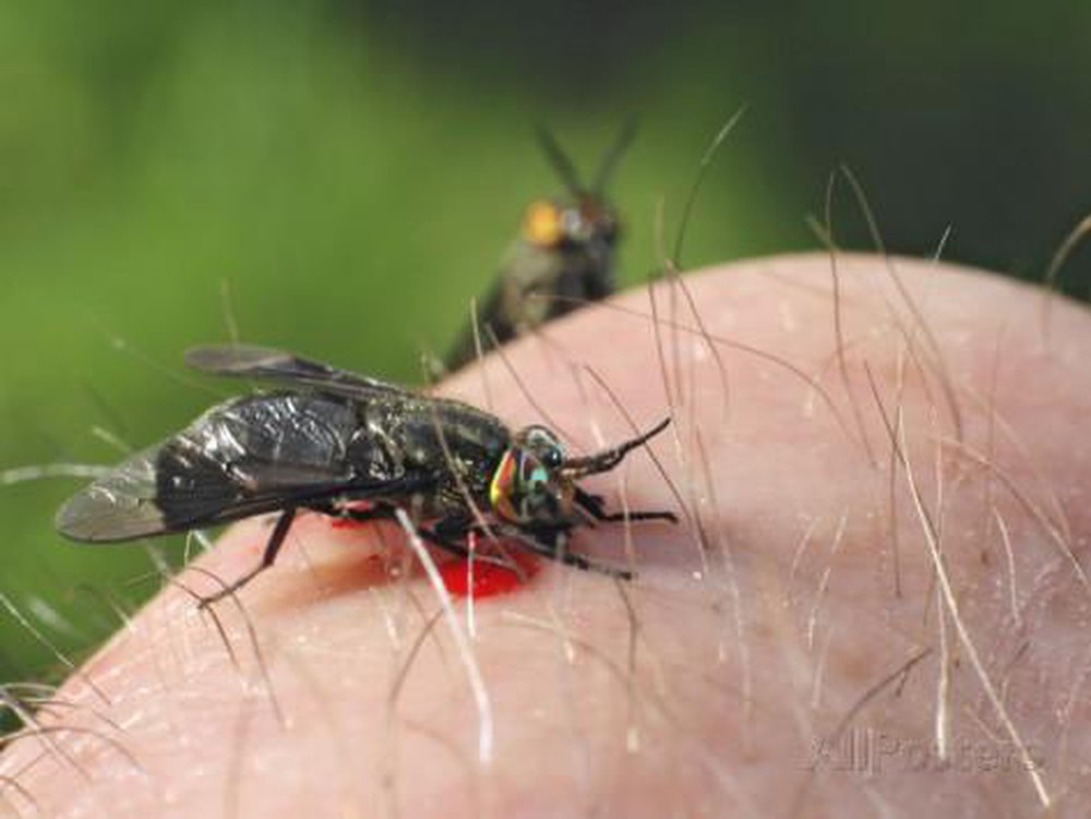 top 5 loài côn trùng nguy hại nhất