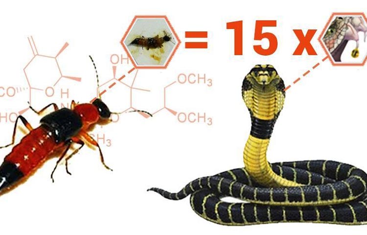 top 5 loài côn trùng nguy hại nhất
