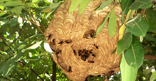 dịch vụ bắt tổ ong tại Đà Nẵng