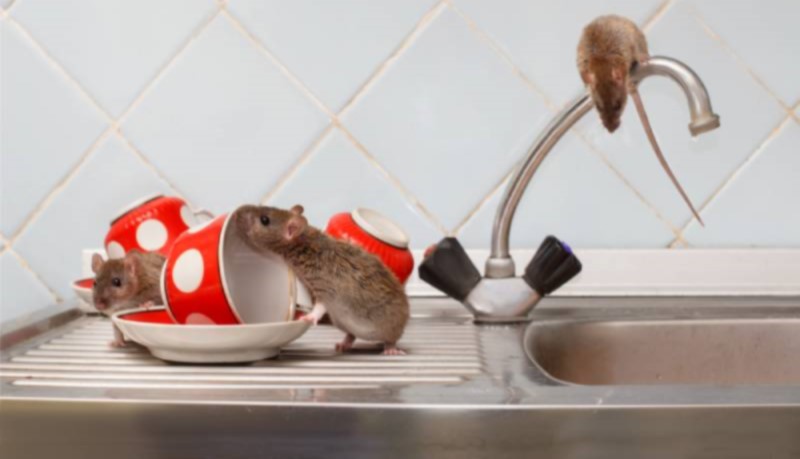 Làm sao để chuột không vào nhà