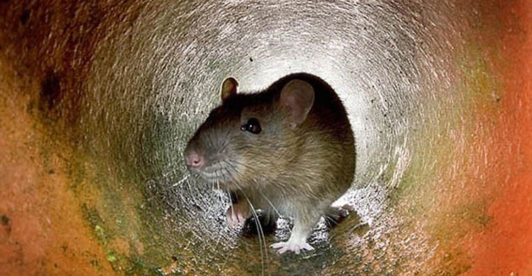 diệt chuột tại Bình Phước
