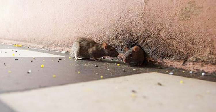 diệt Chuột tại Hưng Yên