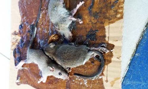 diệt chuột tại Sóc Trăng