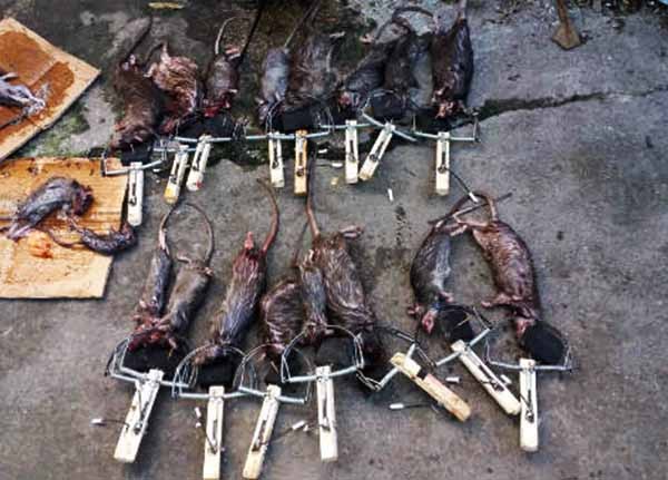 diệt chuột tận gốc giá rẻ ở tỉnh Điện Biên