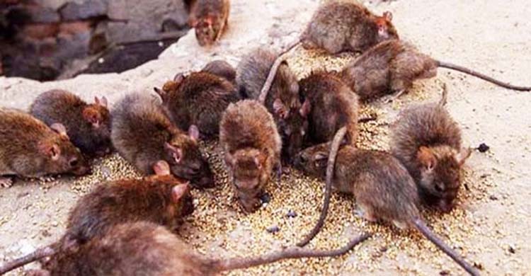diệt chuột tại Thái Nguyên