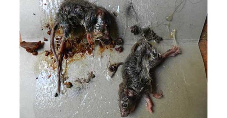 diệt chuột tại Khánh Hòa