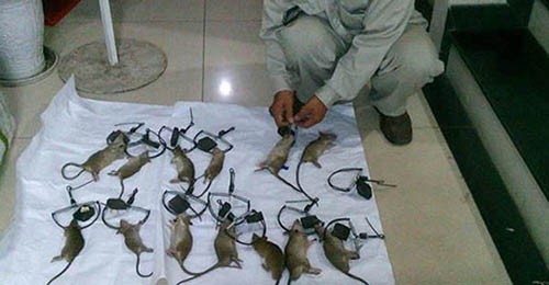 Công ty diệt chuột ở Hà Nội