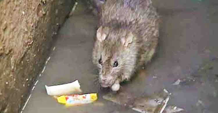 diệt chuột tại Bình Định