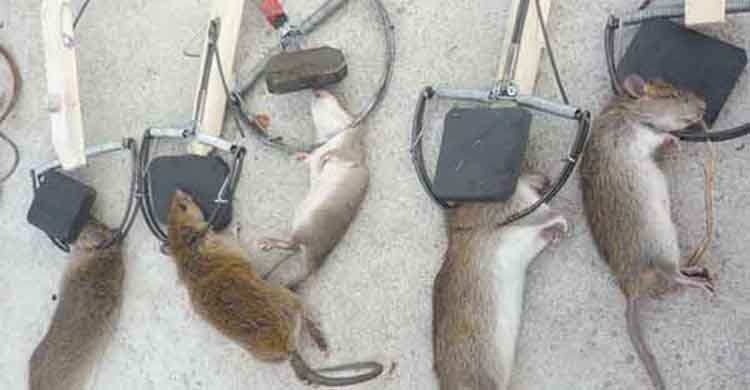 diệt chuột tại Đắk Nông