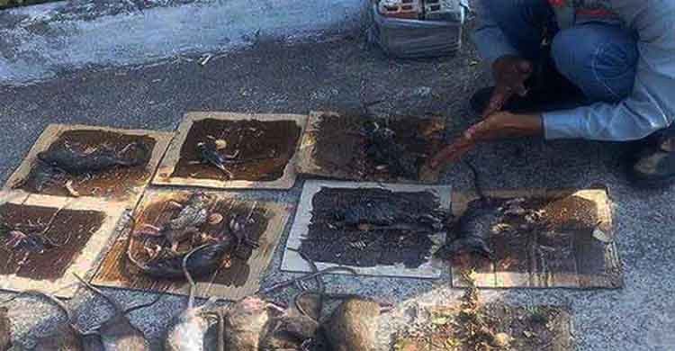 diệt chuột tại tỉnh Quảng Bình
