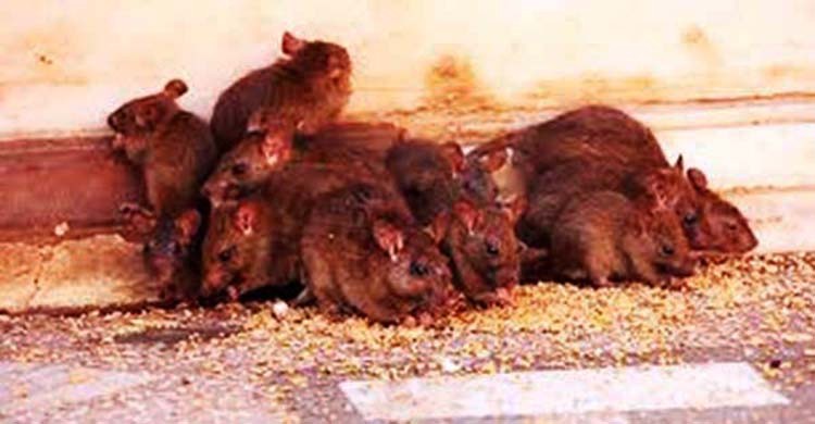 diệt chuột ở Quảng Ninh