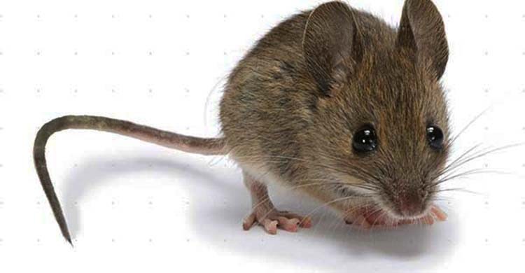 diệt chuột tại tỉnh Đồng Tháp