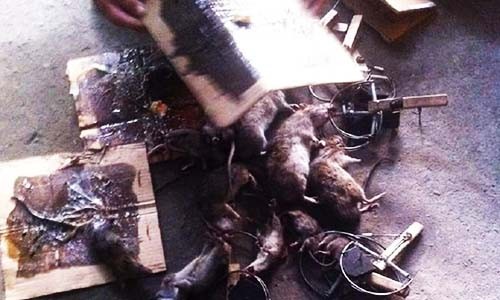 Công ty diệt chuột ở Hà Giang