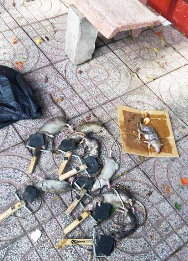 diệt chuột tại Quảng Nam