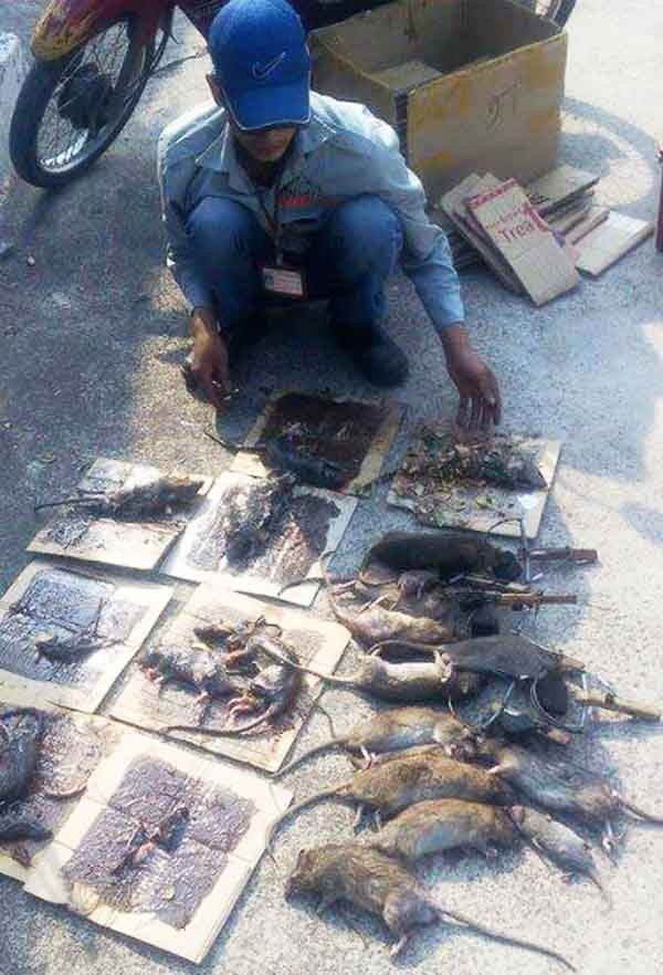 diệt chuột tại Ninh Bình