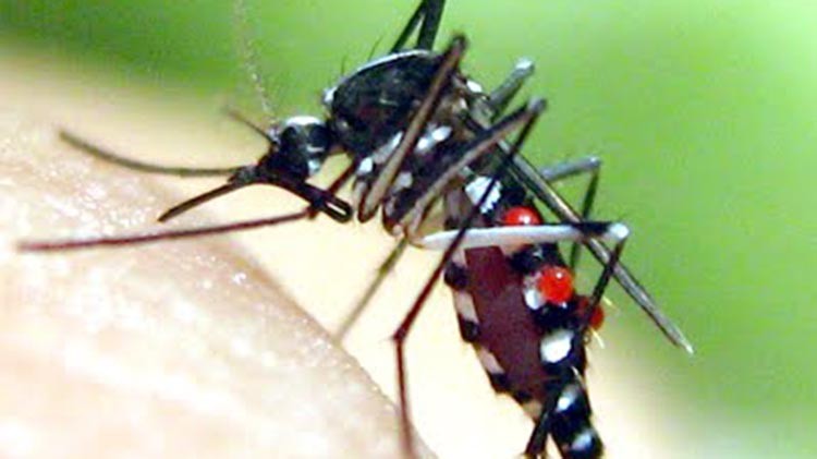phun diệt muỗi ở Bắc Ninh