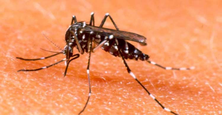 phun diệt muỗi tại tỉnh Gia Lai