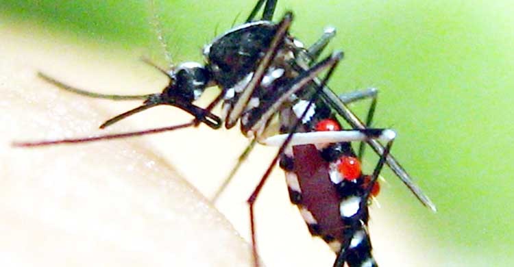 Diệt muỗi ở Đà Nẵng