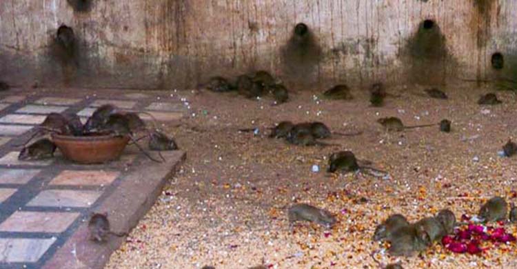 diệt chuột tại Tp Hồ Chí Minh