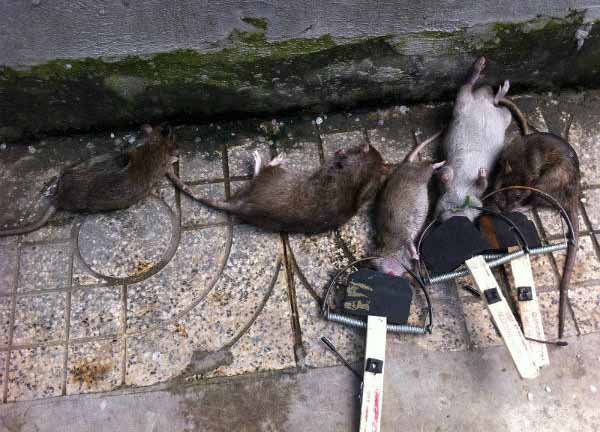 diệt chuột tại Kiên Giang