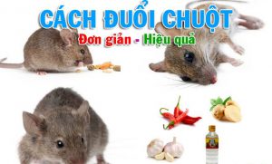 cách đuổi chuột ra khỏi nhà