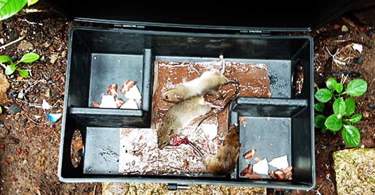 Dịch vụ diệt chuột tại Tây Ninh