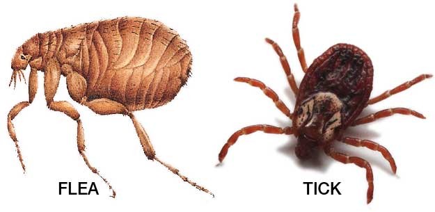 Top 5 loài côn trùng nguy hiểm nhất