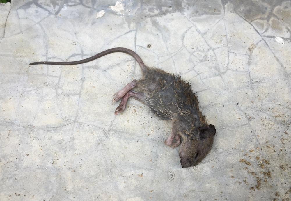 cách làm sạch mùi chuột chết