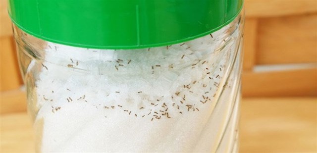 cách diệt kiến hôi trong nhà