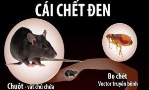 Kí sinh trùng trên chuột