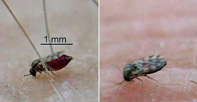 Phân biệt giữa con Dĩn và con Muỗi