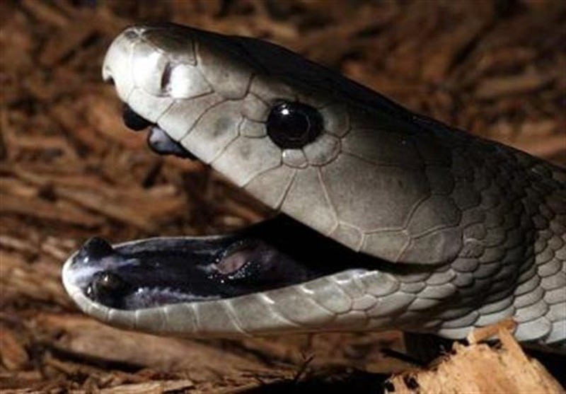 rắn Mamba đen
