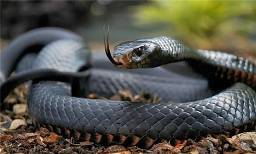 rắn Mamba đen