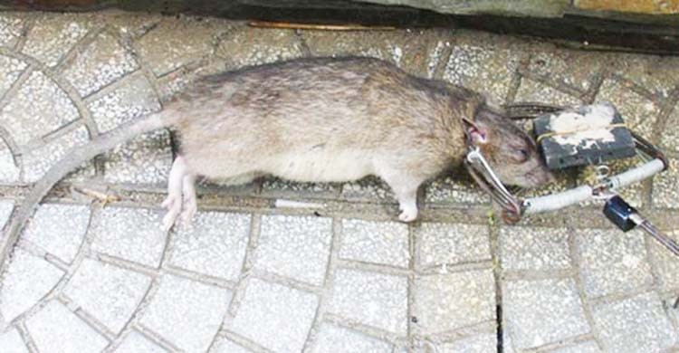 diệt chuột tại nhà