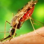 Những lý do khiến muỗi phát triển