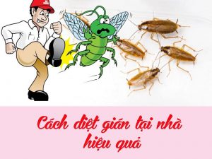 cách diệt gián tại nhà đơn giản