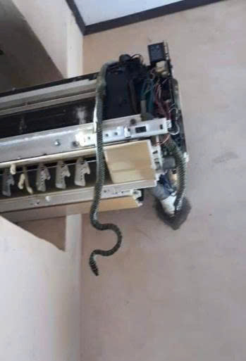 rắn chui ra từ điều hòa