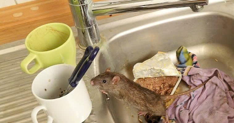 Diệt chuột cống tại nhà