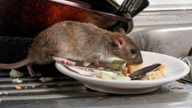 Diệt chuột cống tại nhà