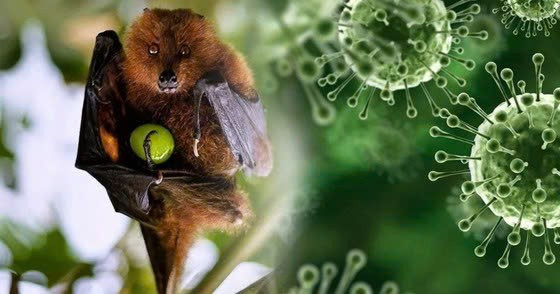 Nếu Virus Nipah Đến ?
