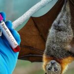 Nếu Virus Nipah Đến ?